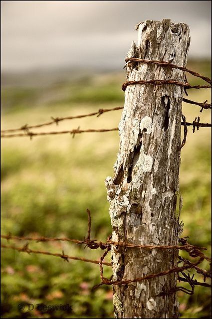 Tangled in History