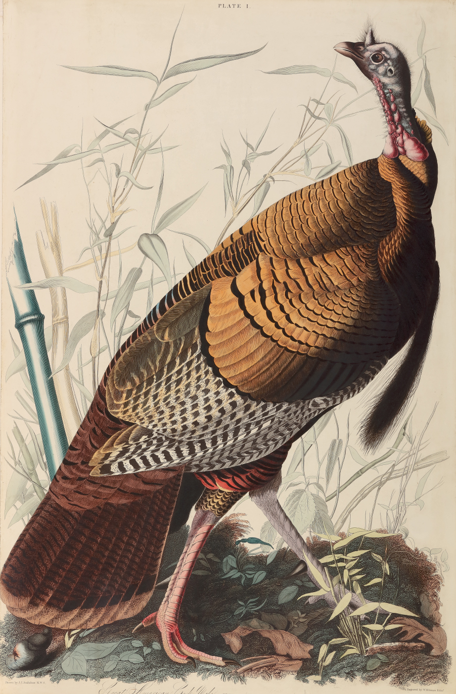 John James Audobon and Early Wildlife Art