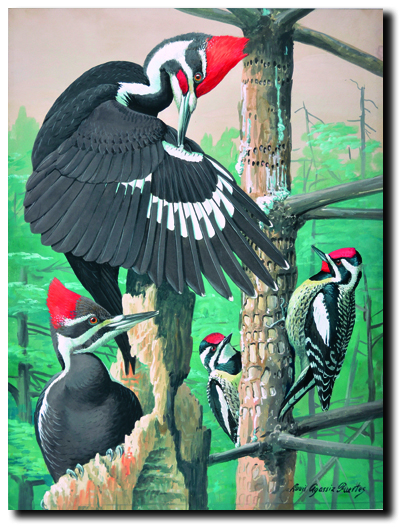 20th Century Wildlife Artists